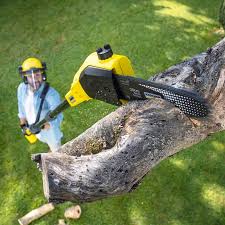Best Stump Grinding and Removal  in Manhattan, MT