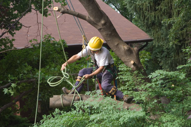 Best Commercial Tree Services  in Manhattan, MT