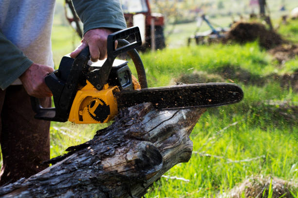 How Our Tree Care Process Works  in  Manhattan, MT